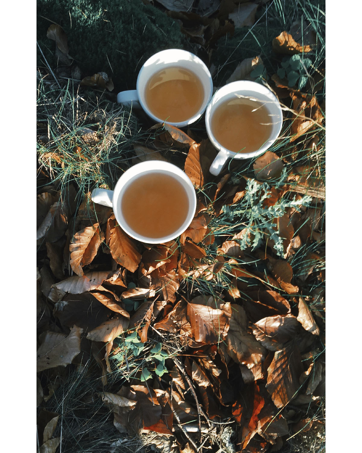 Organic Christmas Tea